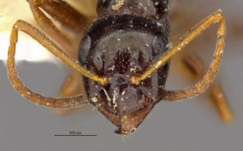 Media type: image;   Entomology 21704 Aspect: head frontal view